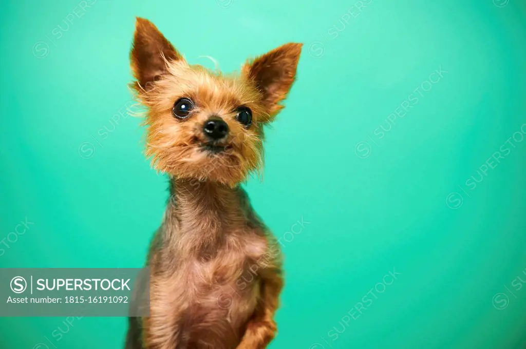 Studio portrait of brown¶ÿYorkshire Terrier