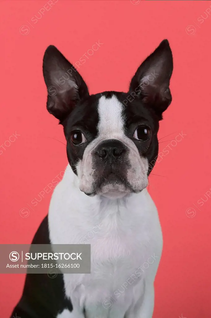 Portrait of boston terrier puppy in front of red background