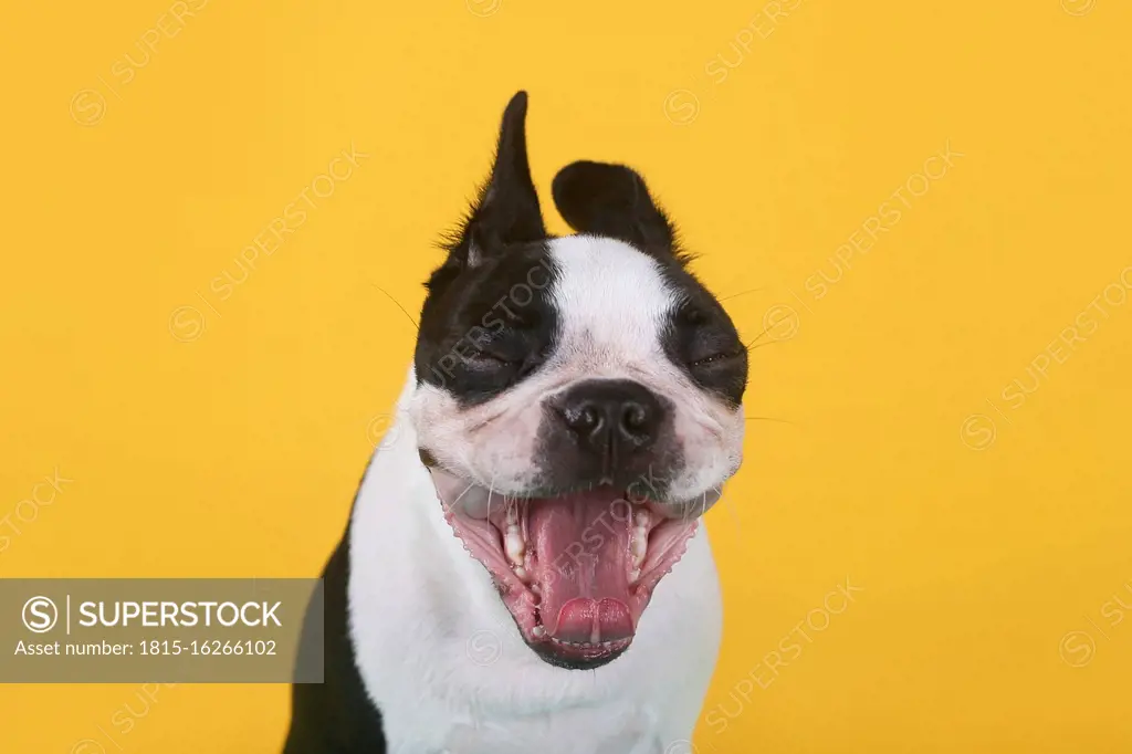 Portrait of boston terrier puppy yawning in front of yellow background