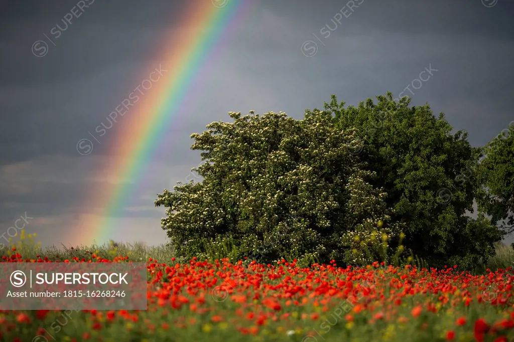 Poppy field with rainbow on sky