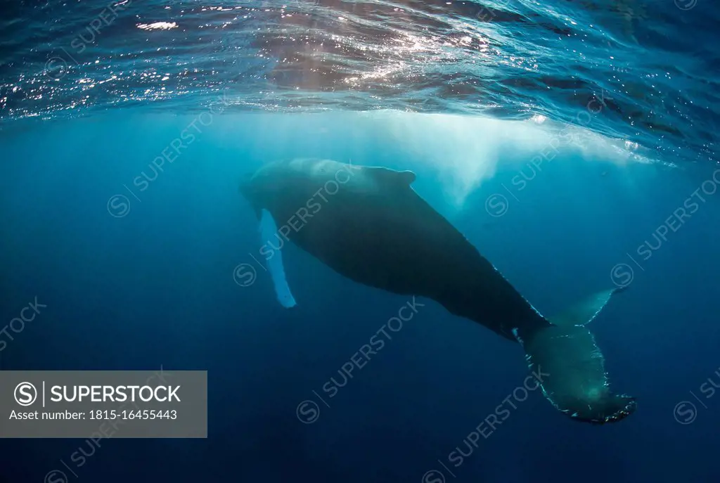 Dominican Republic, Silverbanks, Humpback whale, Megaptera novaeangliae
