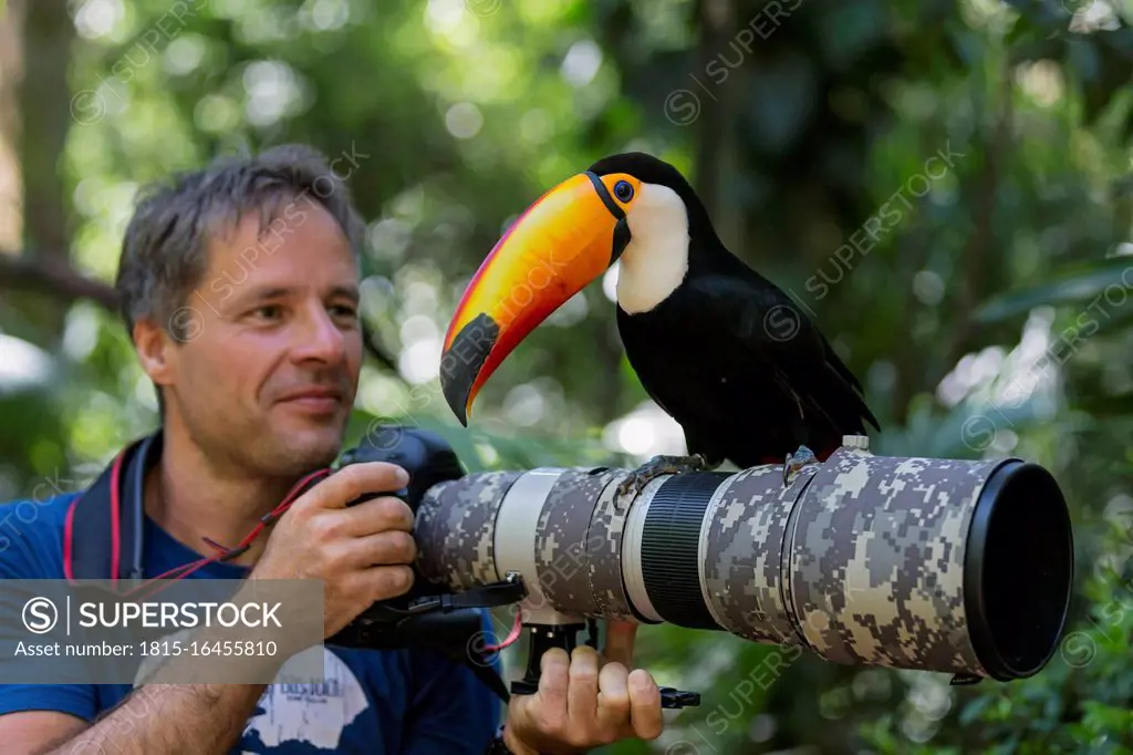 Brazil, Mato Grosso, Mato grosso do Sul, common toucan, Ramphastos toco, sitting on camera of a photographer