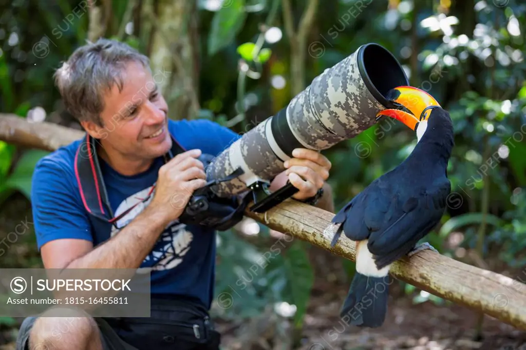 Brazil, Mato Grosso, Mato grosso do Sul, common toucan, Ramphastos toco, nibbling at camera of a photographer