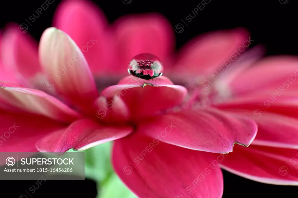 Water drop with reflection on petal of pink gerbera, Asteraceae, close-up