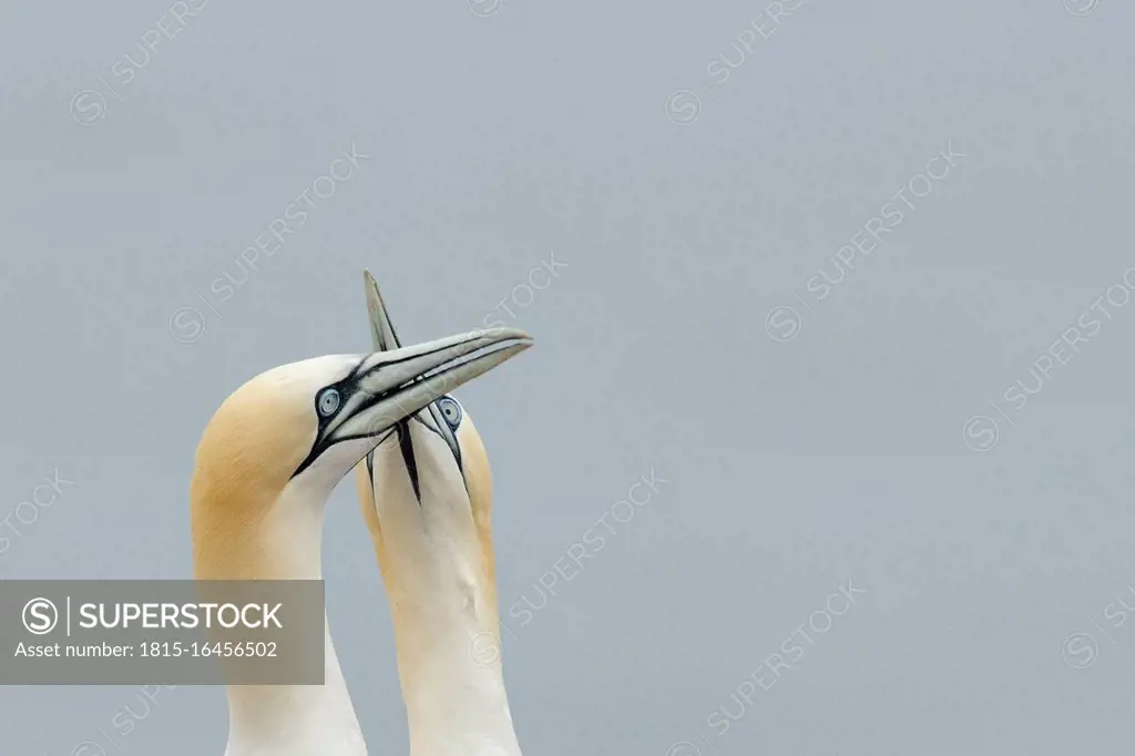 Germany, Schleswig-Holstein, Hegoland, northern gannets