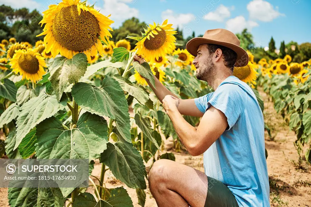 Man crouching and admiring sunflower in field during summer