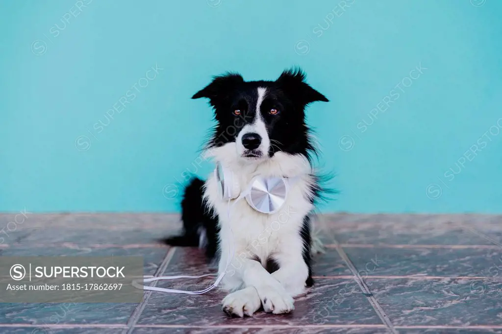 Border Collie with headphones lying on footpath against turquoise wall