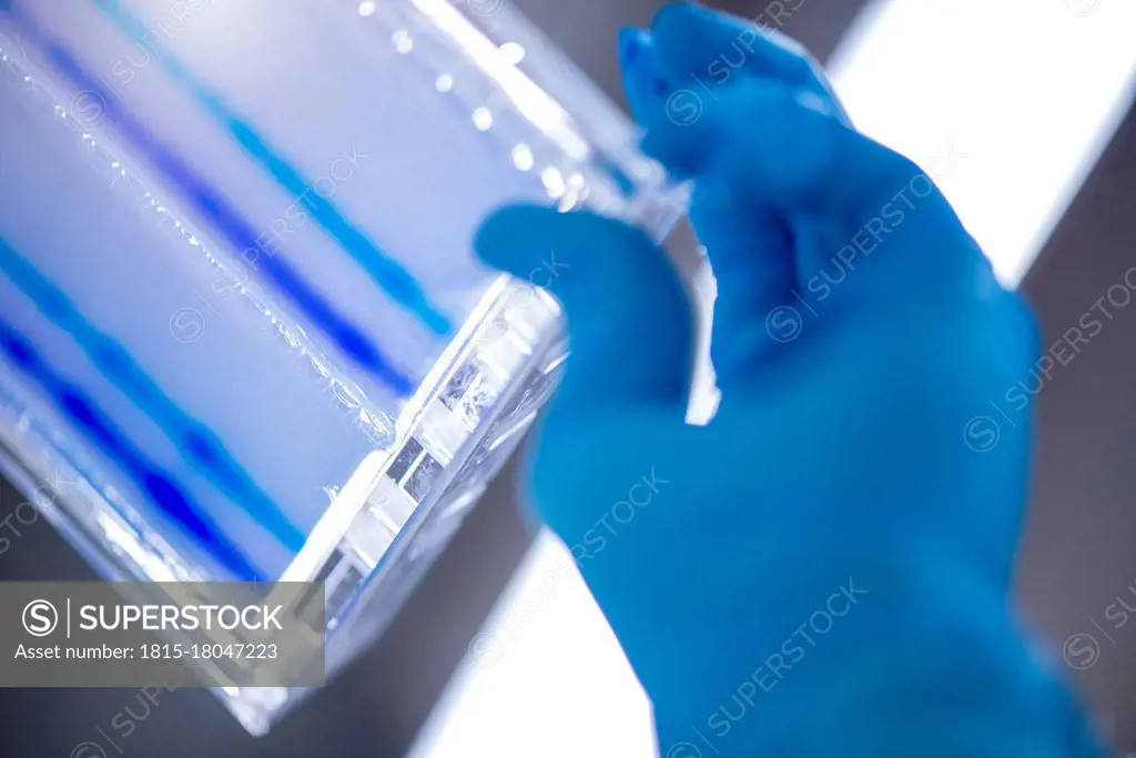 Researcher with tray filled with DNA sequencing gel in laboratory