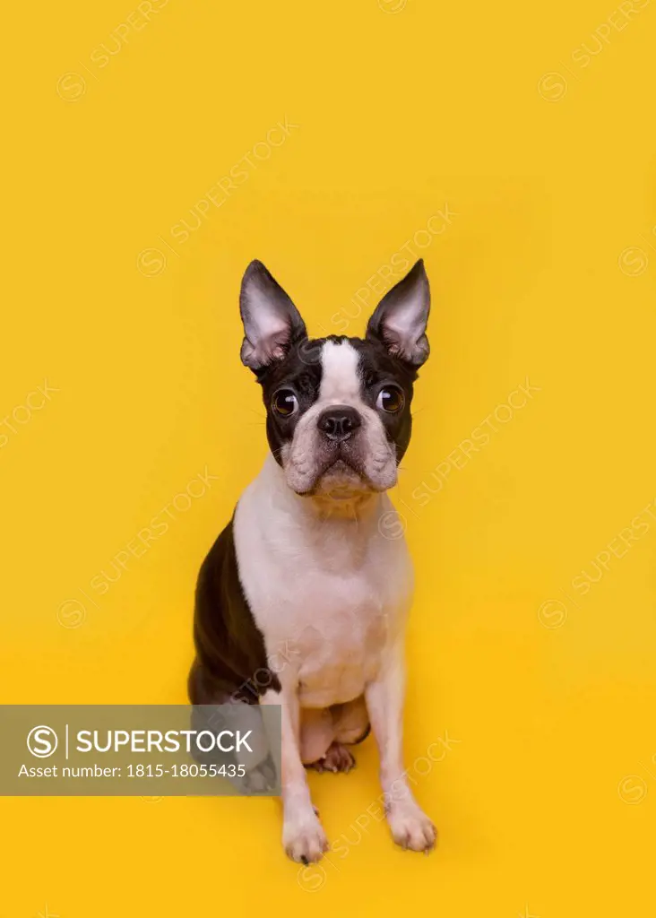 Portrait of brown and white Boston Terrier puppy sitting against yellow background