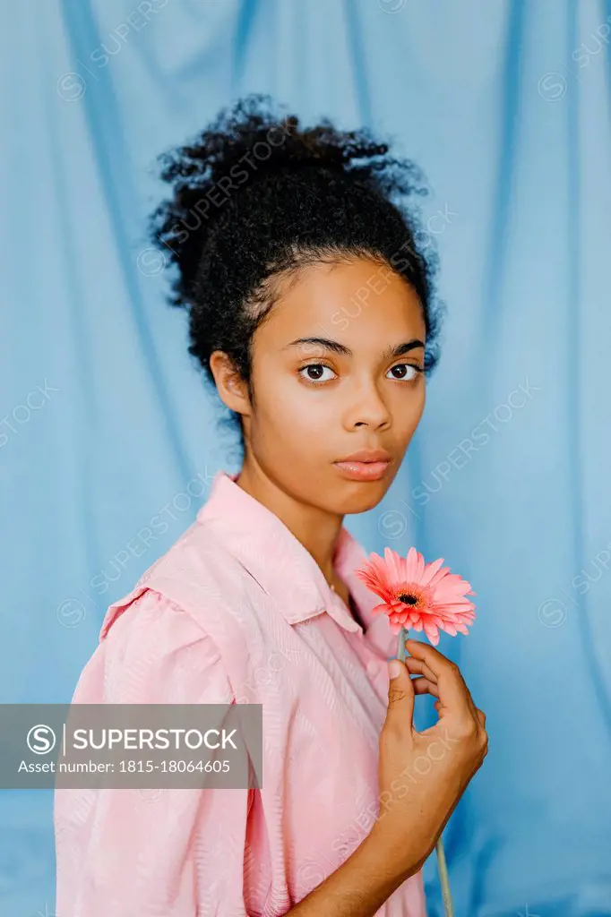 Young woman holding gerbera daisy flower by blue curtain
