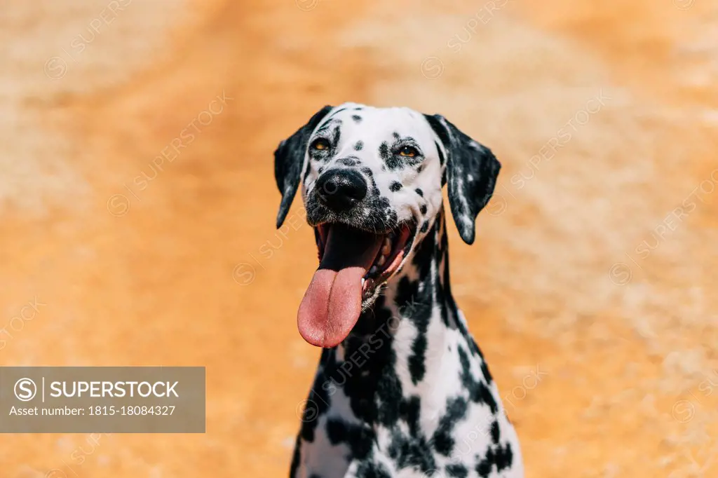 Dalmatian dog sticking out tongue while sitting on field