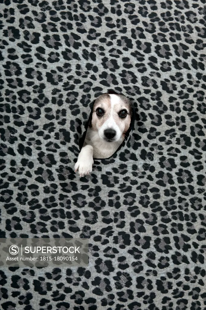 Studio shot of dog peeking through hole in leopard print pattern