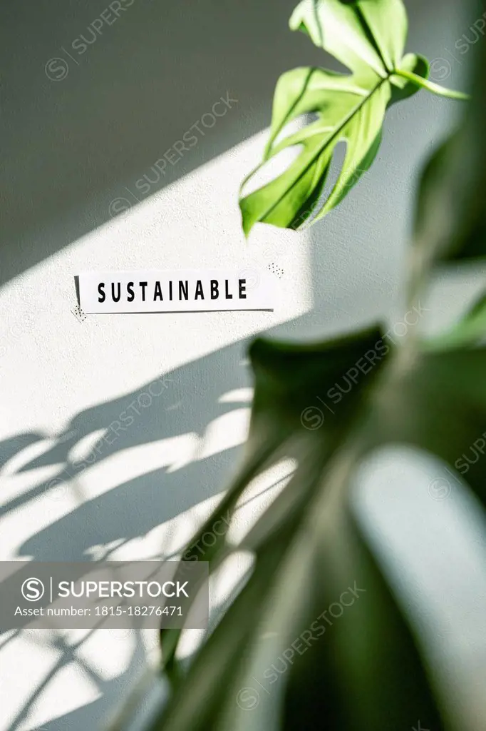 Leaf with Sustainable word on wall in studio