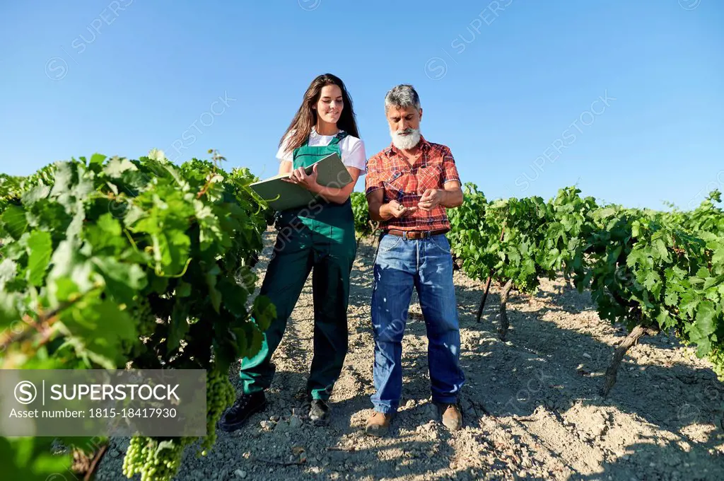 Male and female farmers examining soil at vineyard