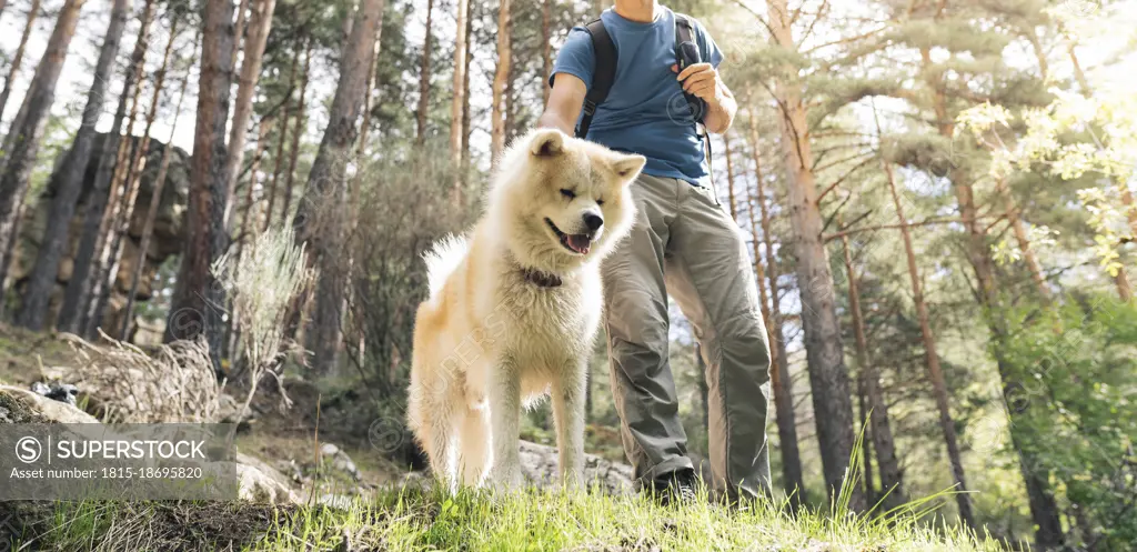 Mature male tourist by Akita dog in forest during sunny day