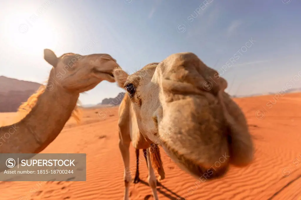 Dromedaries in the Jordanian desert