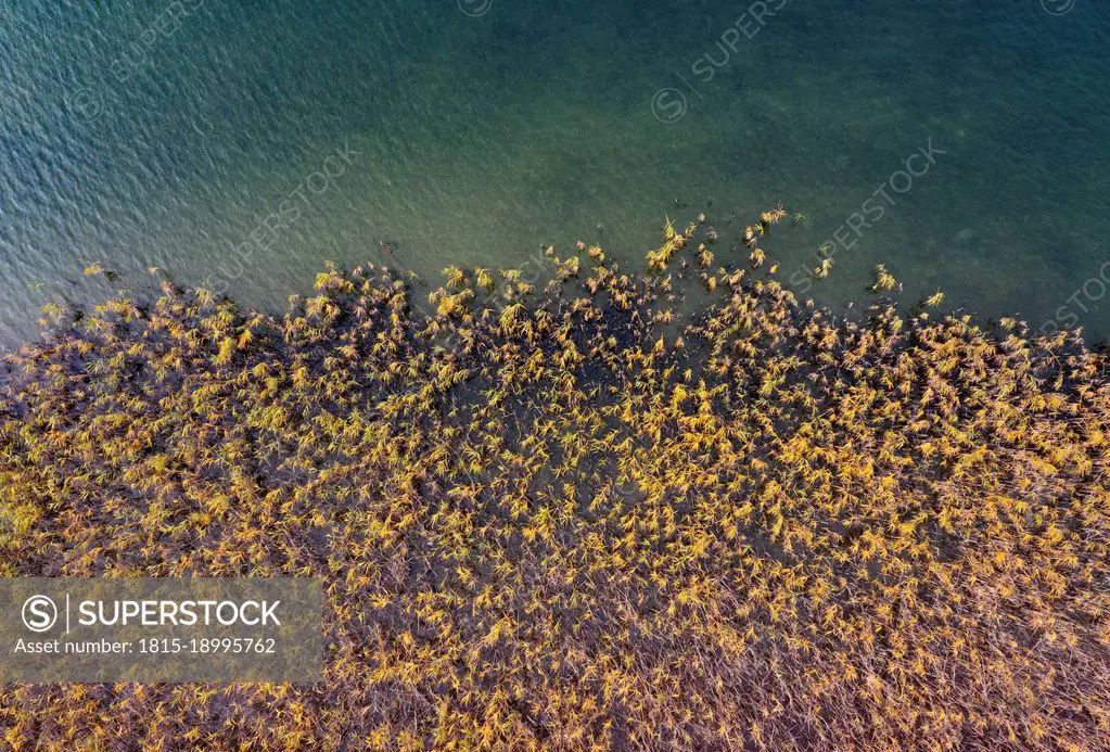 Drone view of reed belt stretching along shore of Irrsee lake in autumn
