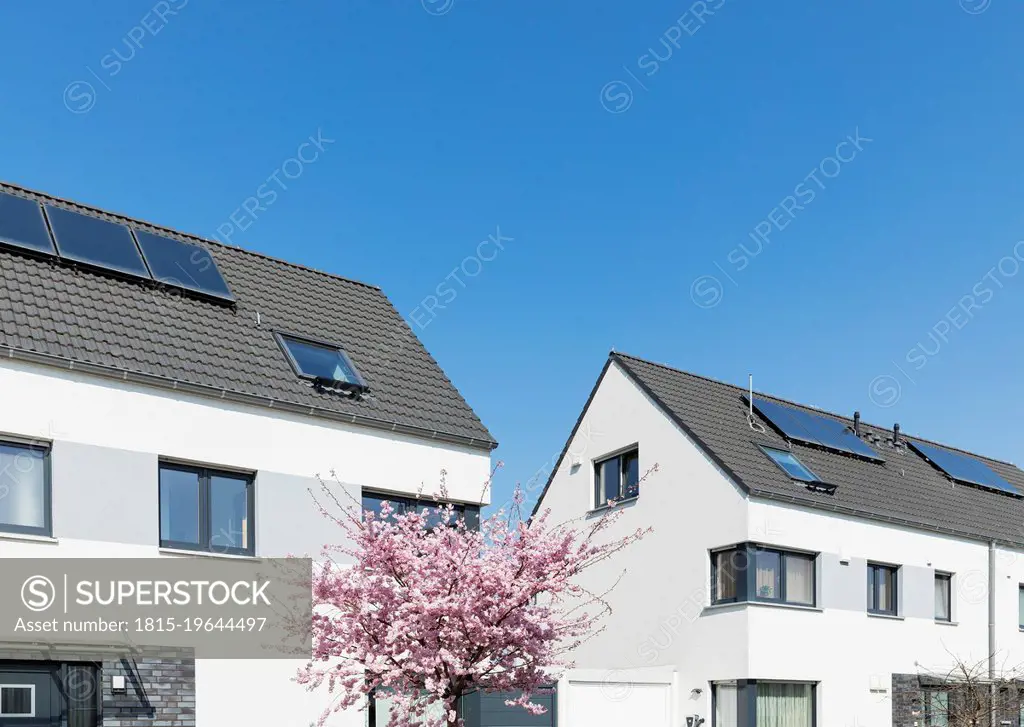 Germany, North Rhine-Westphalia, Cologne, Cherry blossom blooming in front of modern suburban houses