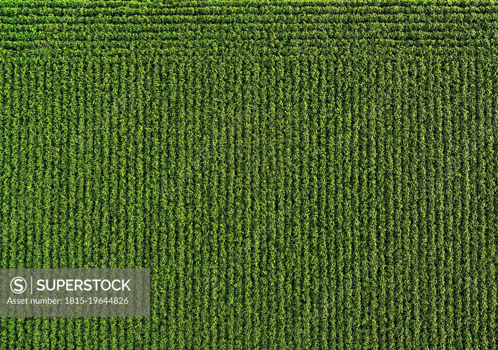 Drone view of green soybean field