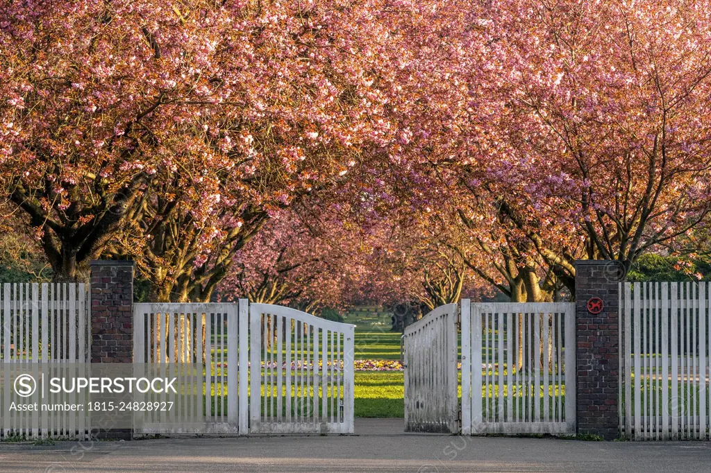 Germany, Hamburg, Cherry blossoms blooming in front of cemetery entrance