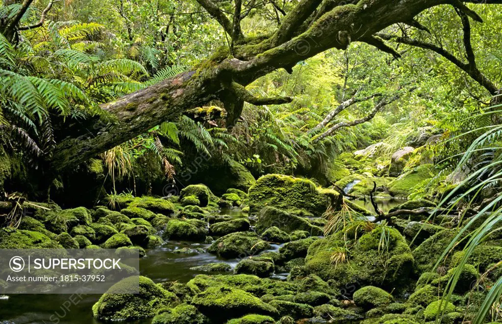 Mossy creek near Doughboy Bay, Stewart Island, New Zealand