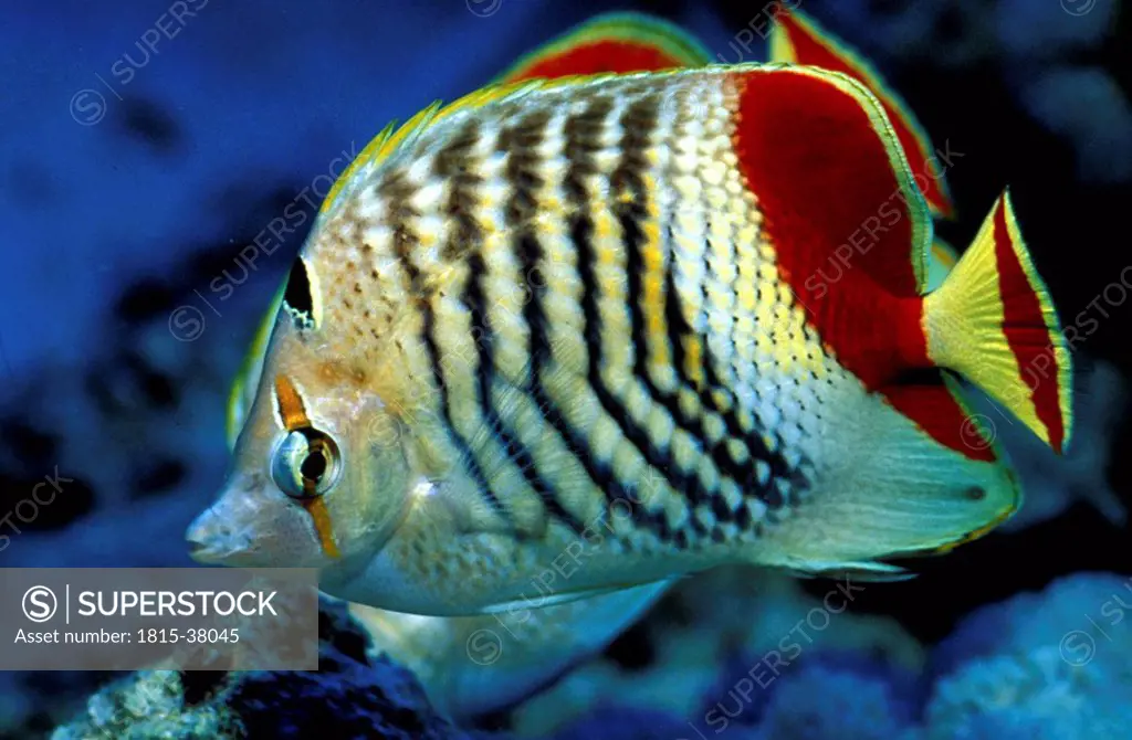 redback butterflyfish