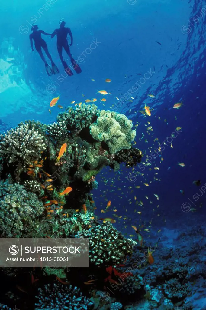 snorkling in the red sea