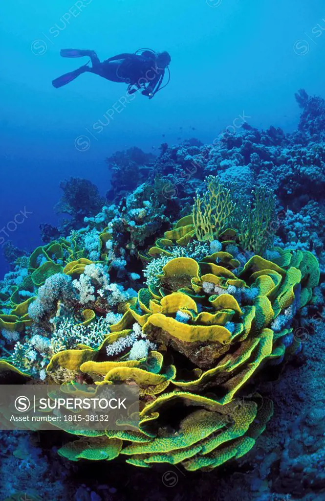 scubadiver over corals