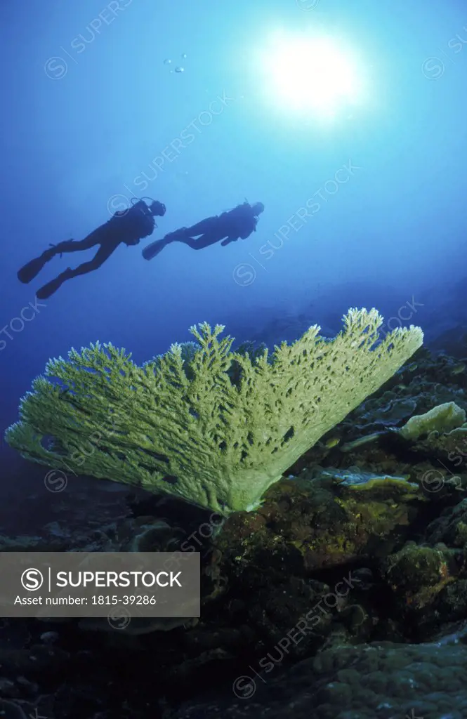 corals Australia