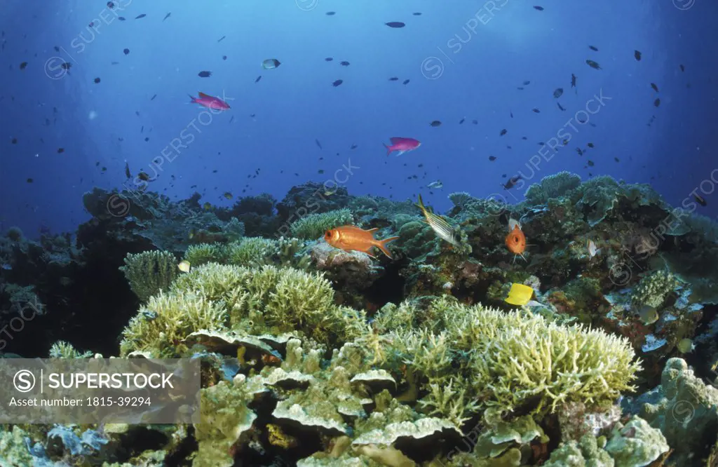 Reef fish, Australia