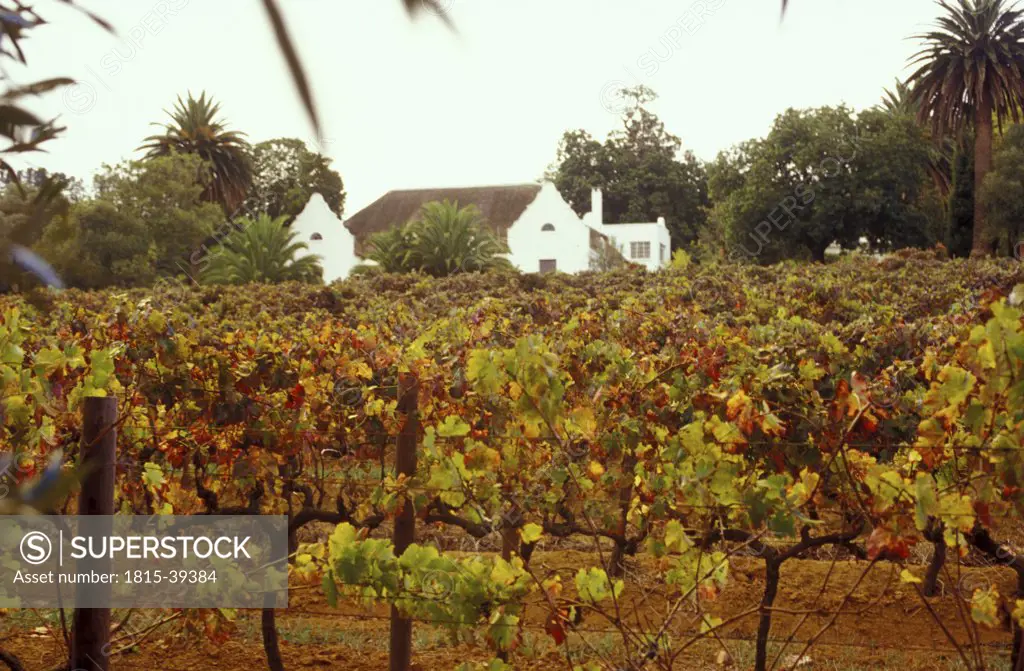 Dutsch Manor house of the winery Roux in Devon Valley, Stellenbosch, Western Cape, South Africa