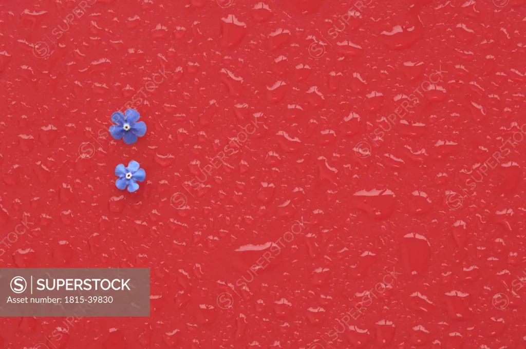 Forget-me-not on wet red background