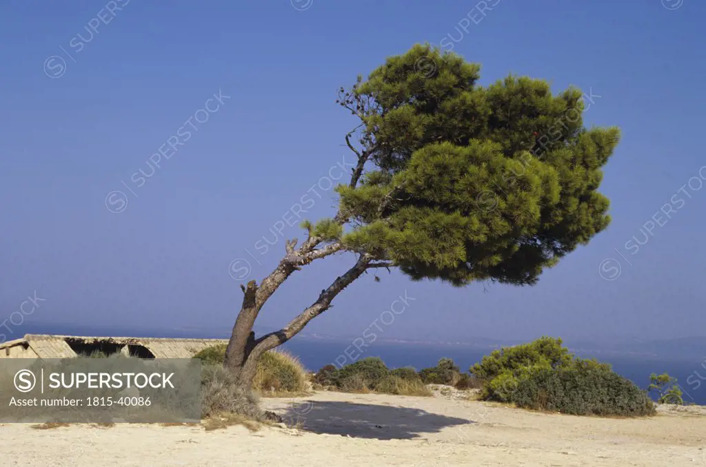 Spain, Tree in Mallorca