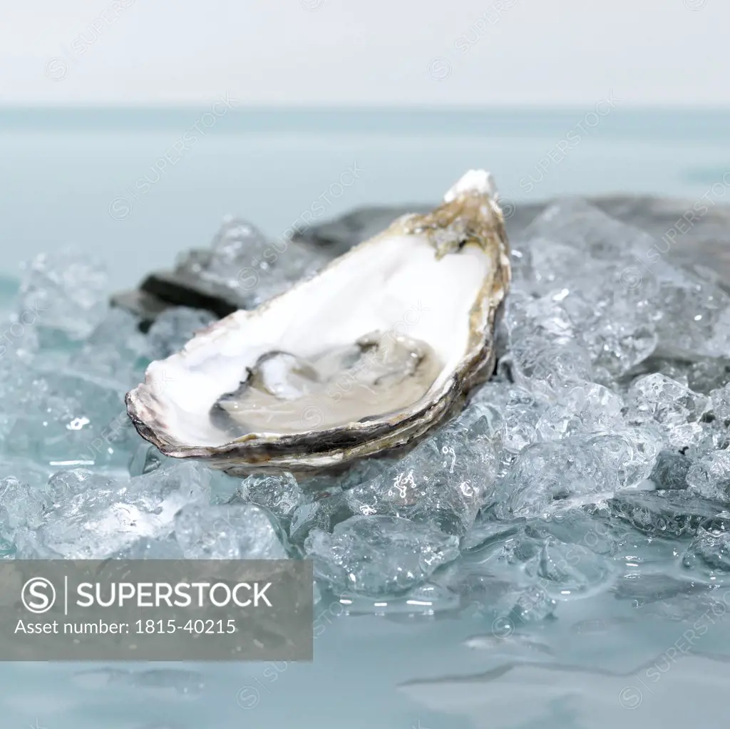 Open oyster on ice, close-up