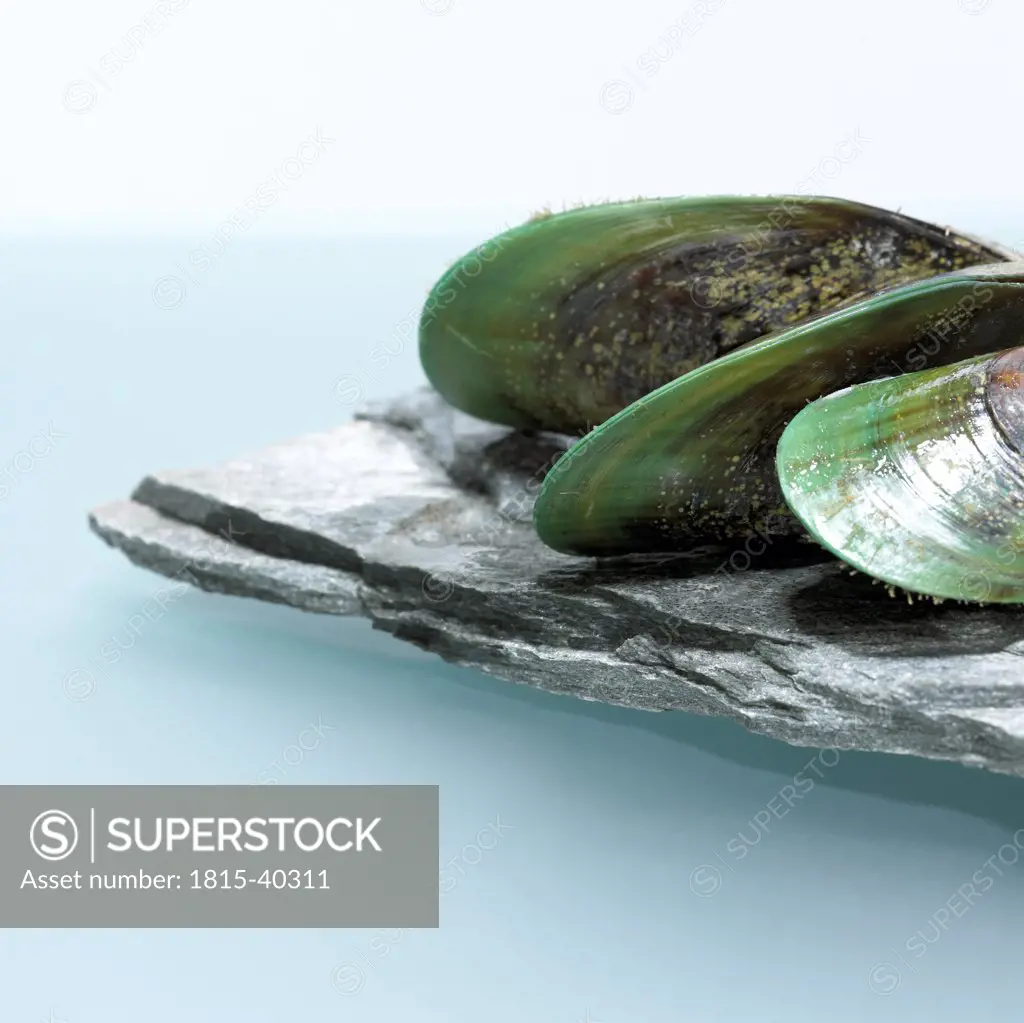 Green lipped mussels (Perna canaliculus), close-up close-up