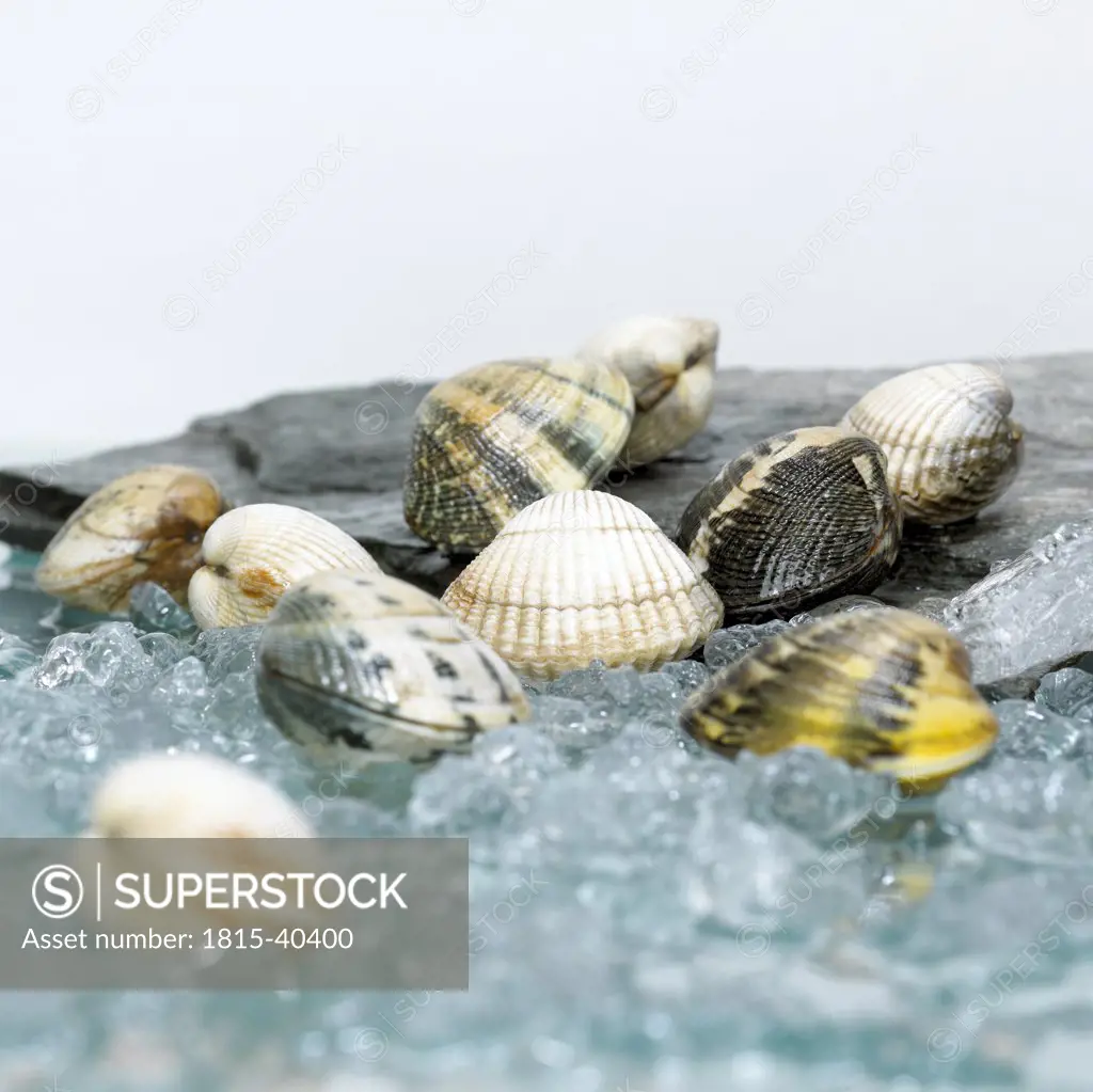Cockles on crushed ice, close-up