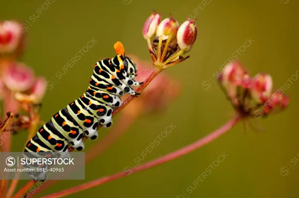 Caterpillar of a swallowtail butterfly, Papilio machaon