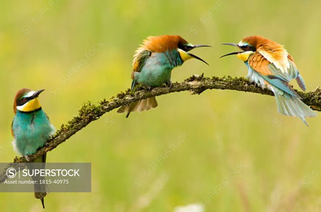 Bee-eaters sitting on branch