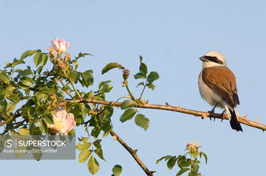 Male red-backed shrike, Lanius collurio, sitting on branch