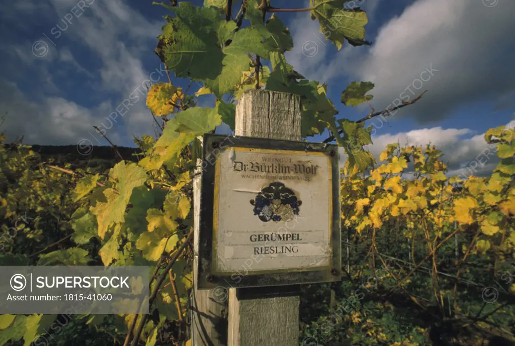 Riesling, vine-growing estate Geruempel, Wachenheim, Weinstrasse, Pfalz, Germany