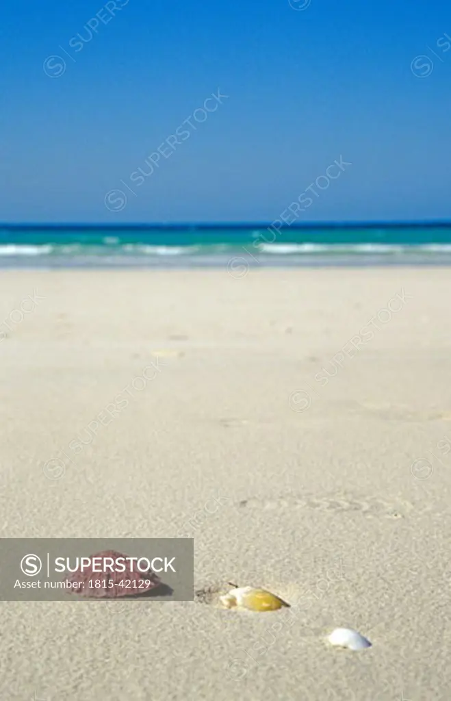 VAE, Dubai, Jumeirah Beach, shelss in sand