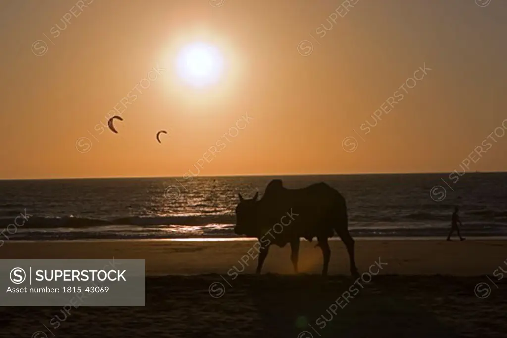 India, Kerala, sunset at beach
