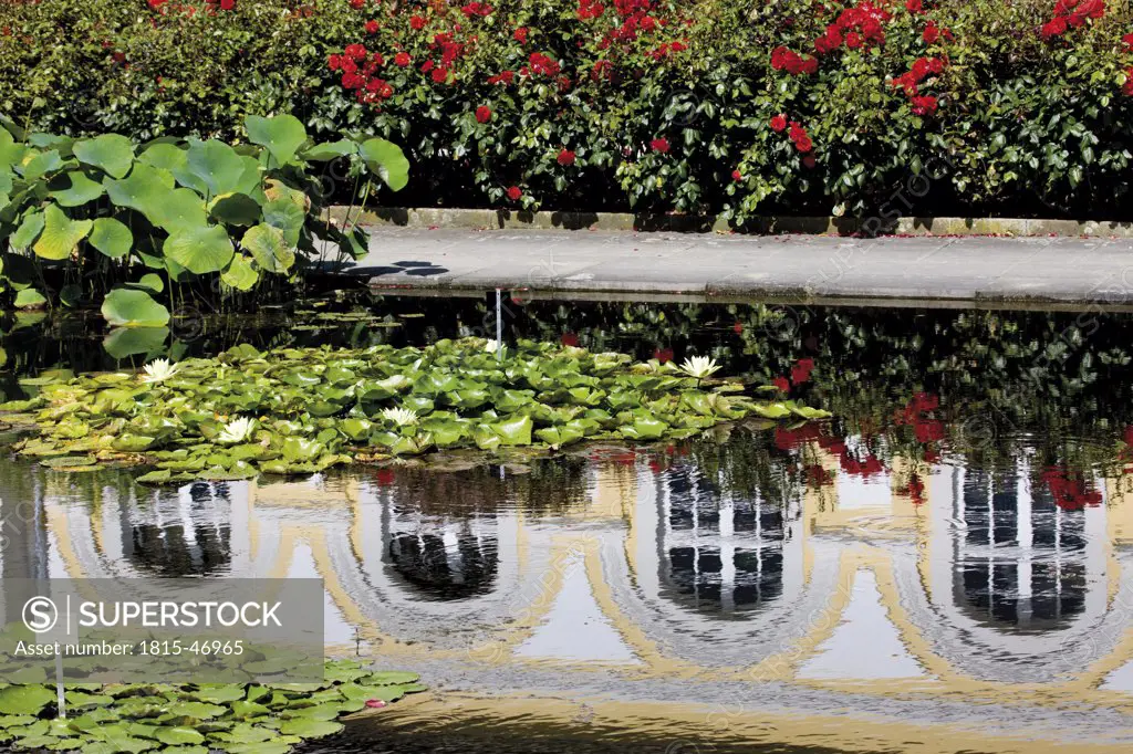 Germany, North Rhine-Westphalia, Bonn, Botanical garden, water lilies and reflections in water