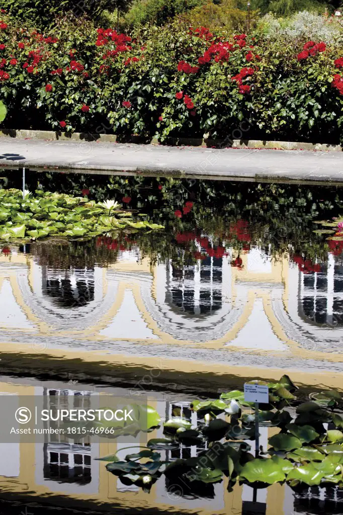 Germany, North Rhine-Westphalia, Bonn, Botanical garden, Water lilies and reflections