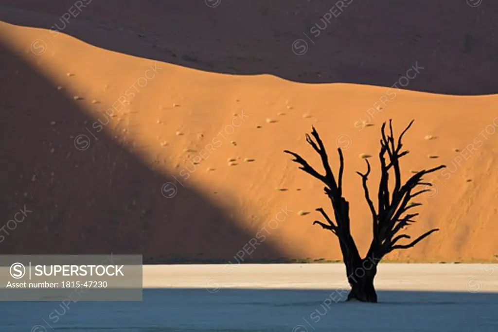 Africa, Namibia, Deadvlei, Dead trees