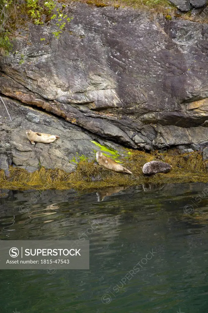 Norway, Fjord Norway, Seals on shore
