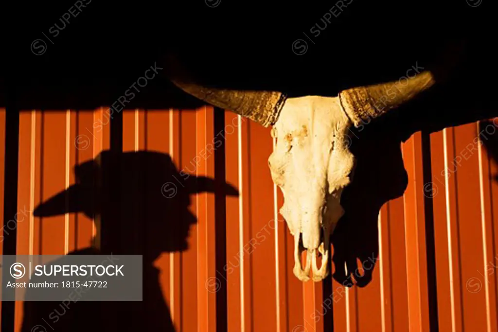 USA, Texas, Dallas, Cow skull on wall