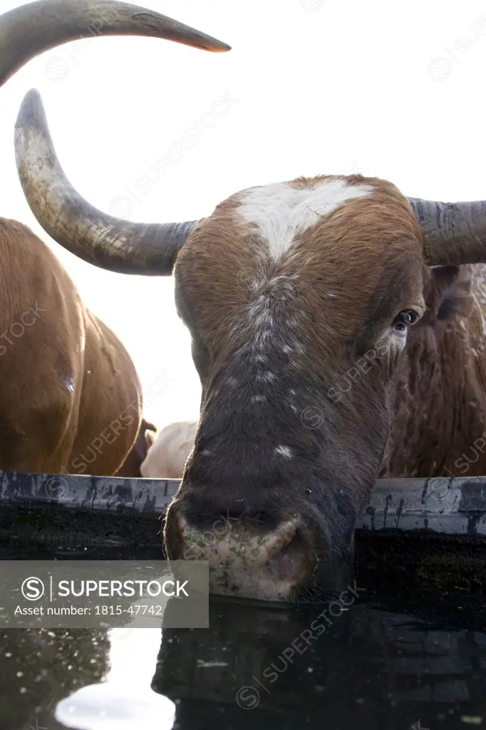 USA, Texas, Dallas, Texas Longhorn Cow (Bos taurus)