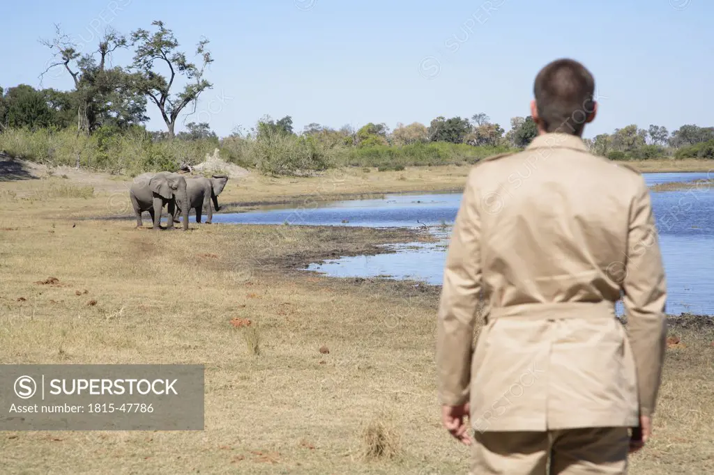 Africa, Botswana, Okavango Delta, Man watching African Elephants (Loxodonta africana) at a waterhole, rear view