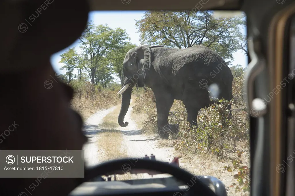 Africa, Botswana, Okavango Delta, Elephant (Loxodonta Africana) crossing road